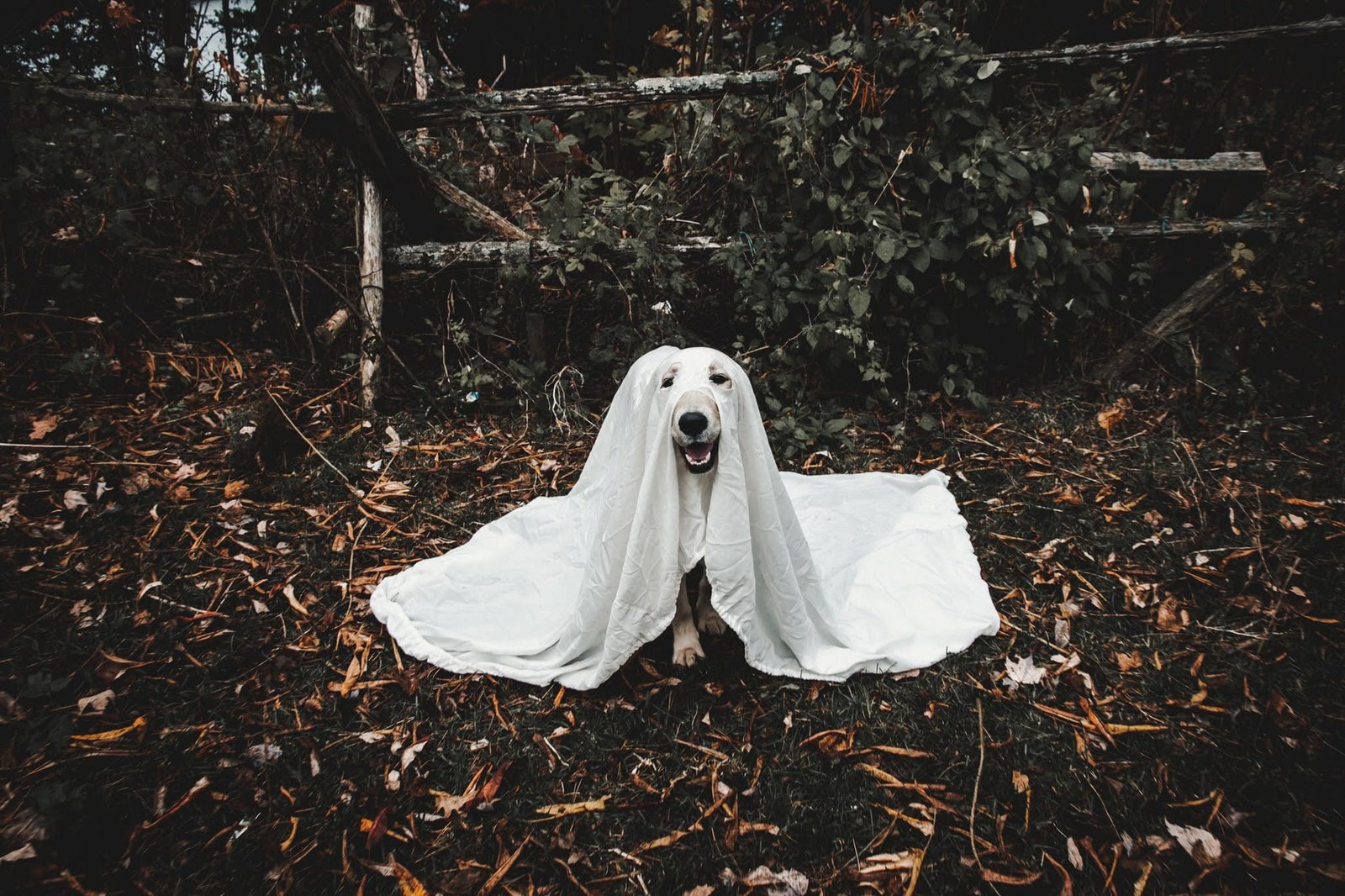 Mazietheghost